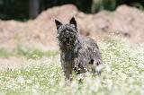 BOUVIER DES ARDENNES 017